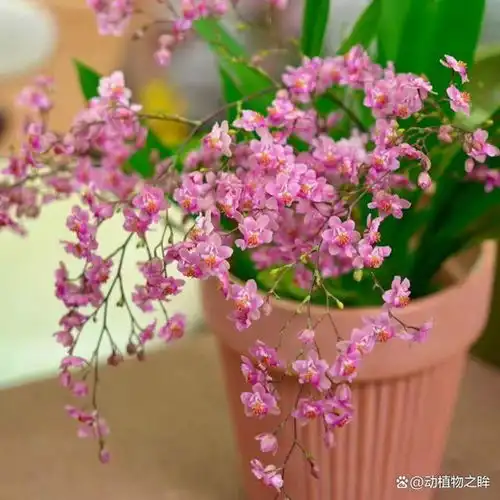 兰花的花语象征与寓意从高贵到纯洁的多重象征