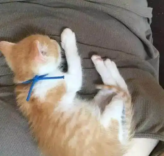 小奶猫这种毒性很强的动物,千万别多吸,要控制好你自己