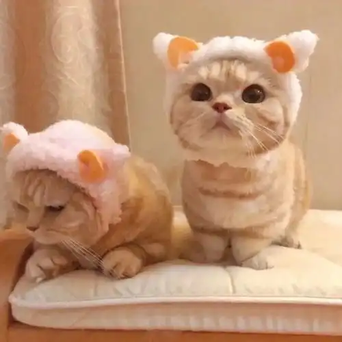 情头可爱猫咪情侣头像