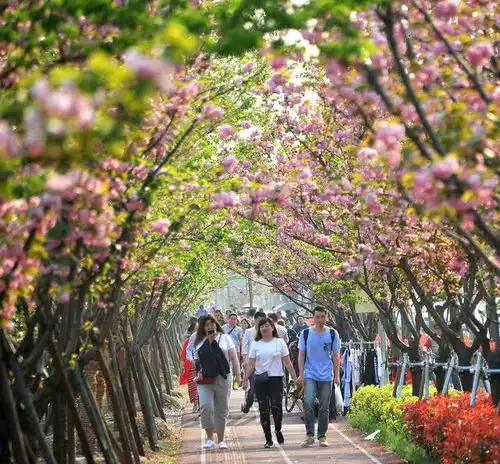 全国10大踏青赏花小镇,别光在朋友圈隔空赏花了
