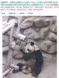 兰州动物园回应虐待大熊猫图片属实报道不实