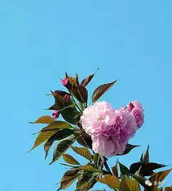 樱你而开,樱你而来五莲中学第二届樱花节,不可错过的樱花烂漫