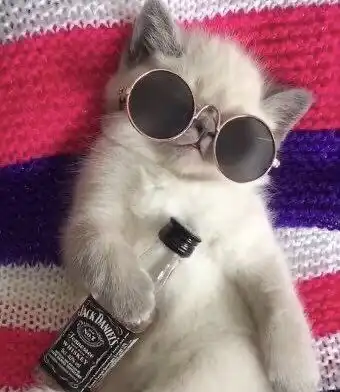 头像表情包丨戴墨镜小猫咪,无情哈拉少