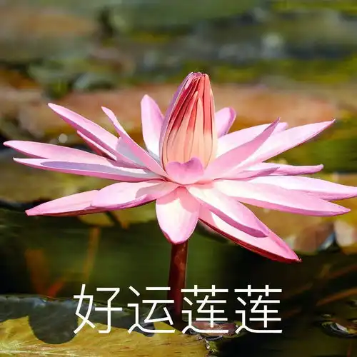 有没有那种粉色看起来骂人狠的头像