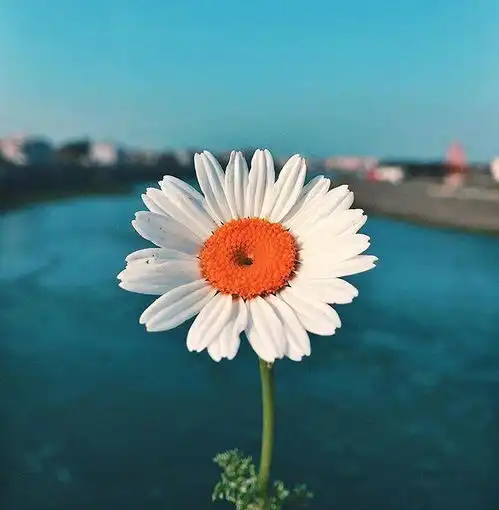 2021年尾致自己的人生格言,一语惊醒梦中人