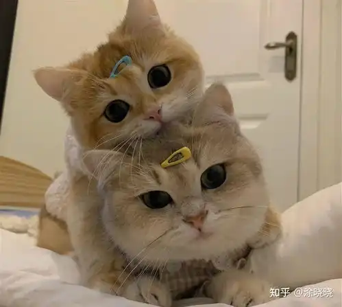 熊猫头像可爱呆萌情侣