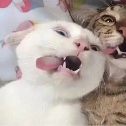 对象不是人情头