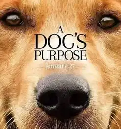 狗狗和男朋友谁更重要