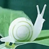 蜗牛卡通图片头像花草