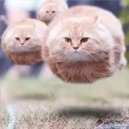 将爆笑猫咪变成插画,从恶搞变成了疗愈