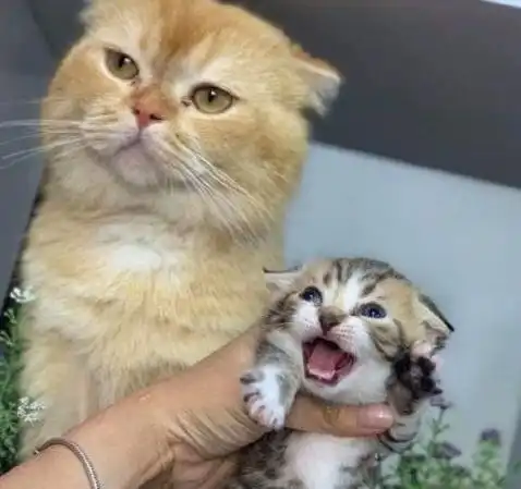 猫咪小新闻母猫生下独子,猫爸对孩子一脸冷漠这毛色,肯定不是我亲生的