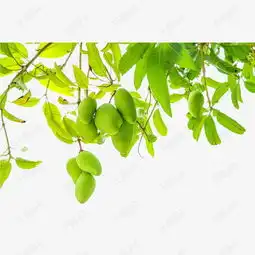 装饰绿色小清新现代素材图片免费下载高清图片pngpsd千库网图片编号7431455