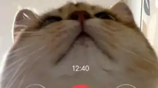 养成系猫咪视频猫咪