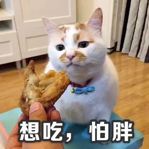 自助餐式喂猫,只会给猫咪的身体带来伤害