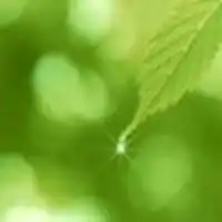 微信绿叶头像护眼绿色植物清新头像