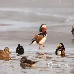 北京玉渊潭鸳鸯戏水