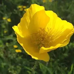 8.58.7我和草原有个约定梦回乌兰布统欧式草原