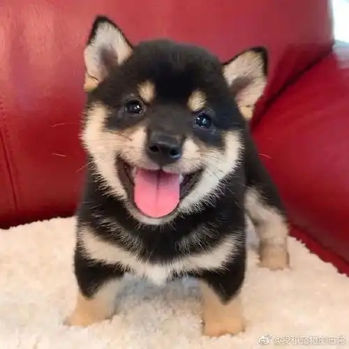 你是精神小狗咩快来吸一口虎头虎脑黑柴