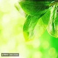 手机壁纸绿色护眼高清微信头像微信头像图片大全