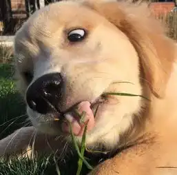 萌系情侣头像金毛狗狗