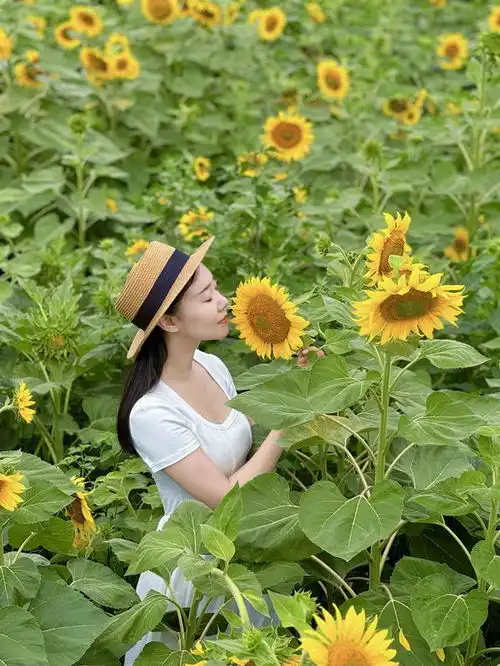 向日葵花海中,内江融媒记者教你拍出氛围感大片