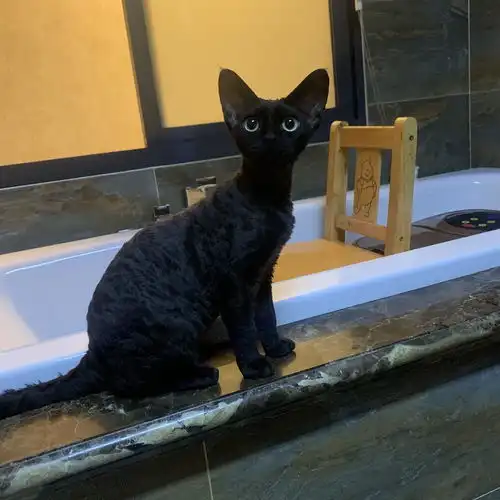 关于我的十里德文卷毛猫