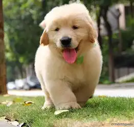 温顺聪明漂亮可爱纯种宠物狗金毛导盲犬幼犬