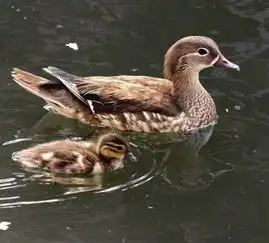 冰城鸳鸯粉送别鸳鸯妈或因人为破坏致死