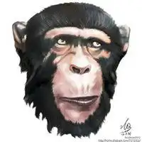 中国boy超级大猩猩头像微信头像图片大全