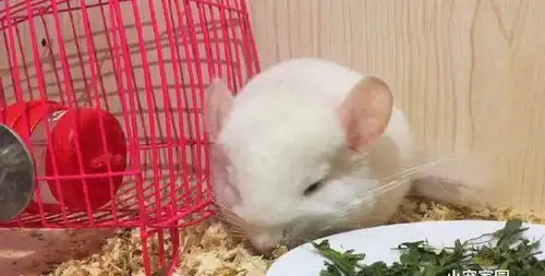 宫崎骏动画片里的龙猫真实存在,呆萌可爱还很聪明,要不要养