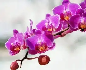 4大观赏洋花排行榜