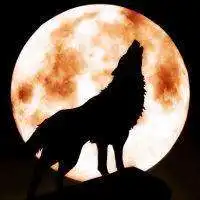 狼的头像凶狠霸气