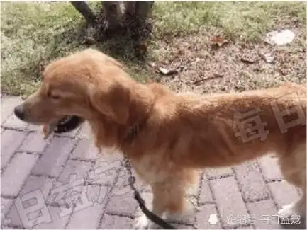 金毛被遗弃在宠物店2年,暗无天日瘦到皮包骨,终于等来了幸福