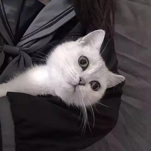 这里有很多头像请你签收