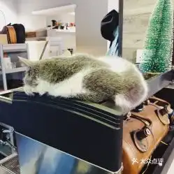 小猫吃汉堡头像