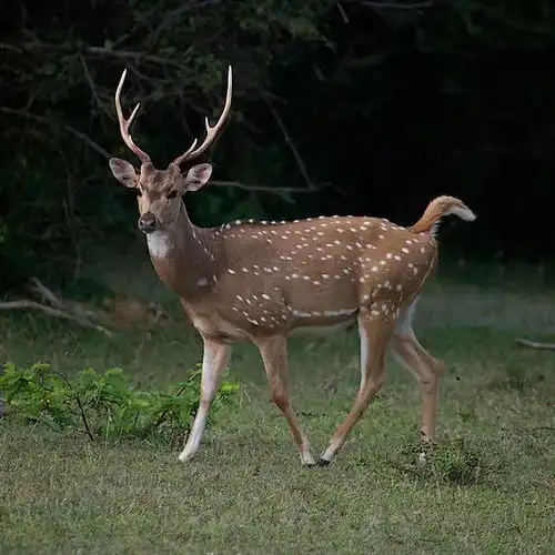 趣科普不是所有身上有梅花的鹿,都是梅花鹿
