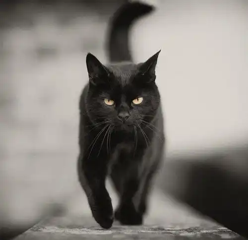 猫系男生动漫可爱头像黑