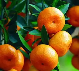 橘子微信头像图片可爱