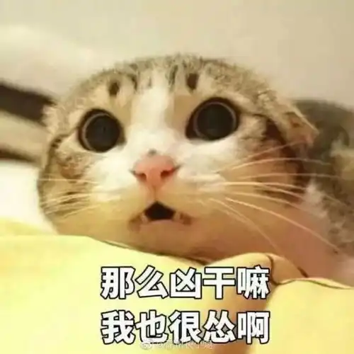 闺蜜头像猫系真人猫饼