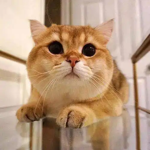 金渐层了解一下金渐层价格怎样简直太可爱了,你家里有只么