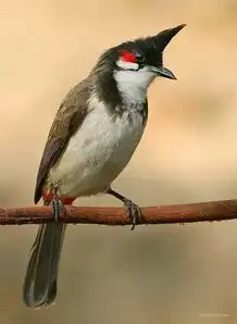 鸟盲症患者请进,不要以为只有麻雀和鸽子