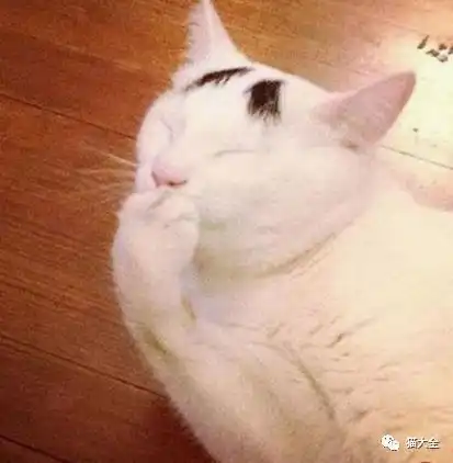 猫咪也要日常洁牙吗当然咯