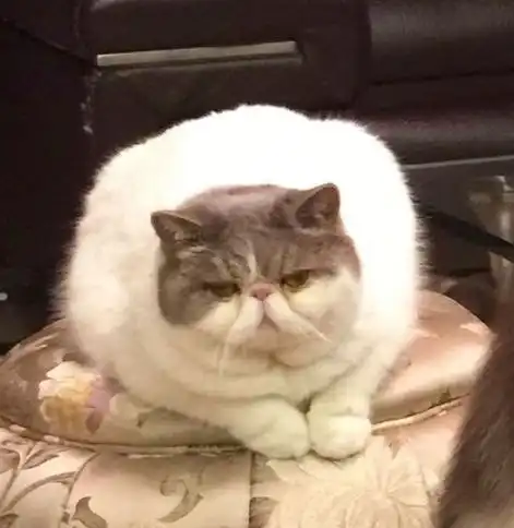 养一只特别胖的宠物是种怎样的体验