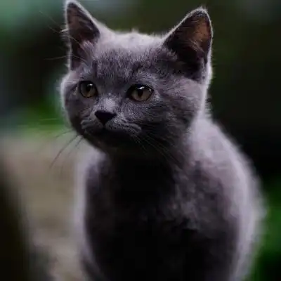 猫萌萌哒头像,可爱的小猫咪分享给用小猫做头像的女生