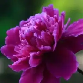 头像女生青紫色