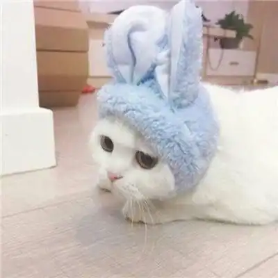 可爱的情侣头像萌系动物