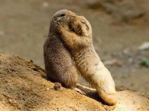 动物也过情人节拥抱亲吻浓情蜜意同行