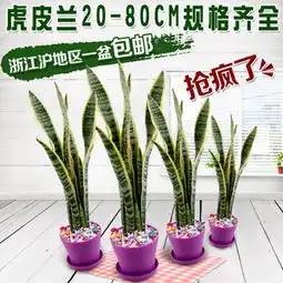 图片免费下载虎皮兰素材虎皮兰模板千图网