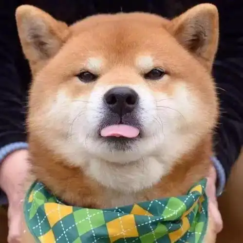 动物系微信qq头像