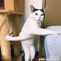 日本交臂猫成网红可惜离菲鱼抱还差挺远